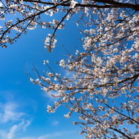 青空に咲く七分咲きの桜の枝、白とピンク色の花びらとつぼみの写真