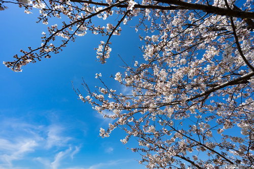 青空に咲く七分咲きの桜の枝、白とピンク色の花びらとつぼみ