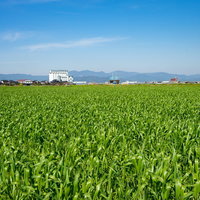 緑が増えてきた大刀洗の春の田園風景と農家の建物の写真