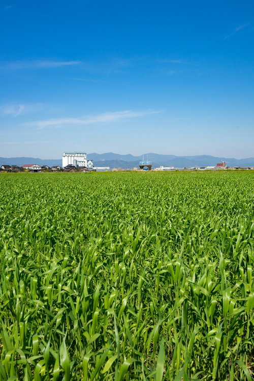 緑が増えてきた大刀洗の春の田園風景と農家の建物