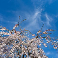 満開の枝垂れ桜と青い空の写真