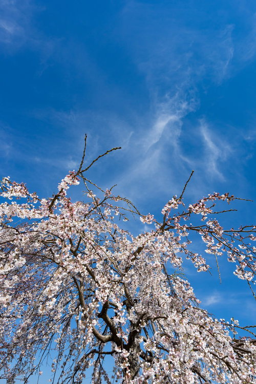 満開の枝垂れ桜と青い空
