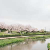 大刀洗公園の満開の桜並木で花見をする人たちの写真