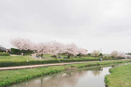 大刀洗公園の満開の桜並木で花見をする人たち
