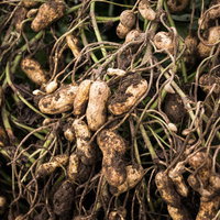 大刀洗町で収穫した土がついた落花生の写真