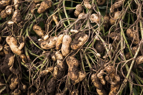 大刀洗町で収穫した土がついた落花生