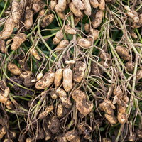 畑の土が残る落花生の収穫風景（大刀洗町）の写真