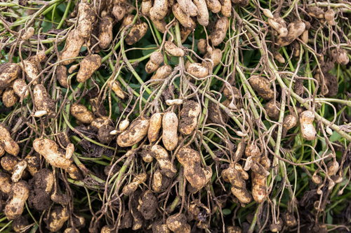 畑の土が残る落花生の収穫風景（大刀洗町）