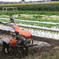 サニーレタス畑で赤い耕うん機を操作する農家の写真