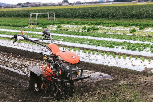 サニーレタス畑で赤い耕うん機を操作する農家
