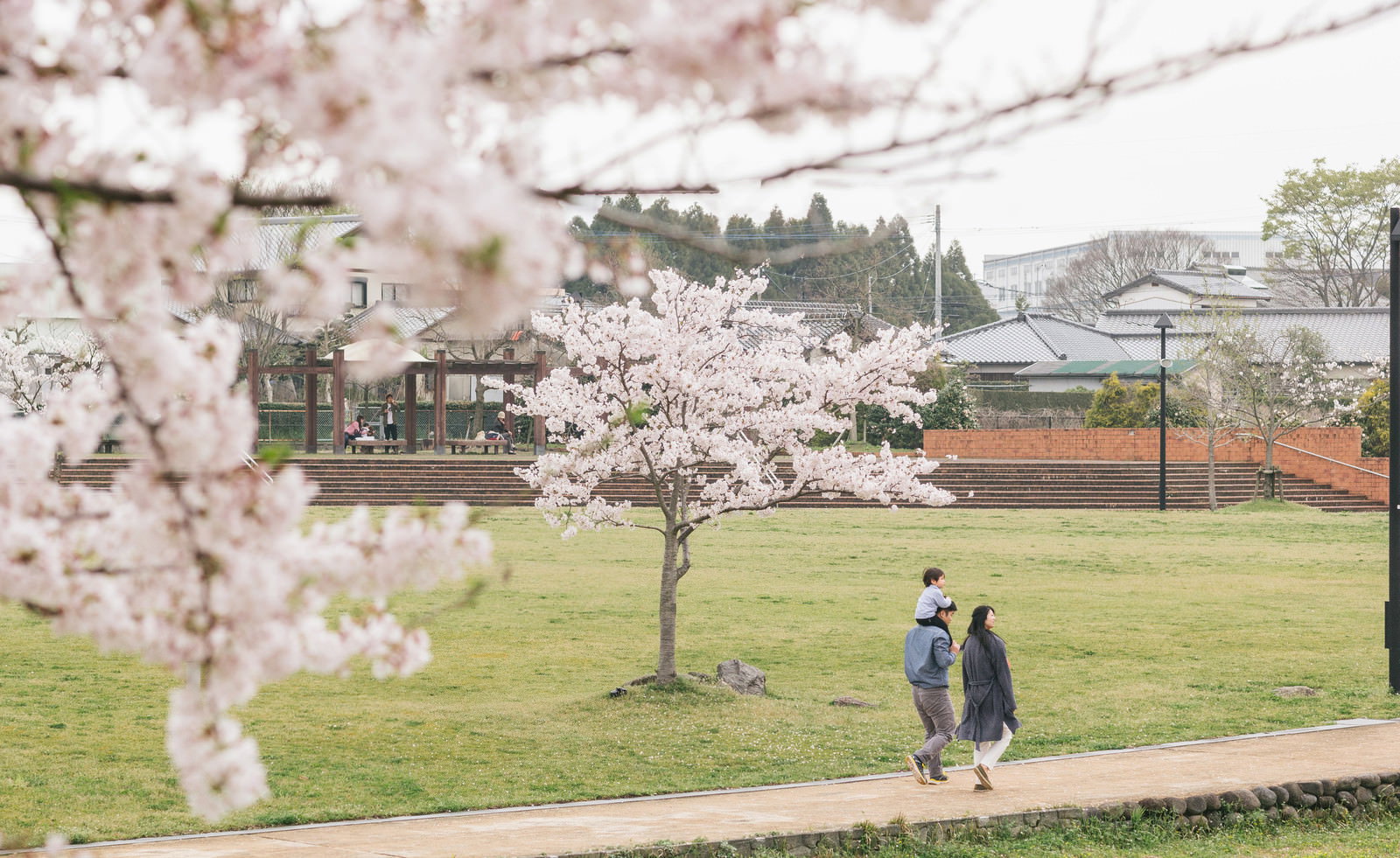 大刀洗公園の桜の下を散歩する親子