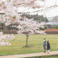 大刀洗公園で桜の季節に散歩する家族と子供たちの写真