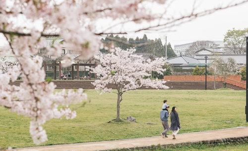 大刀洗公園で桜の季節に散歩する家族と子供たち