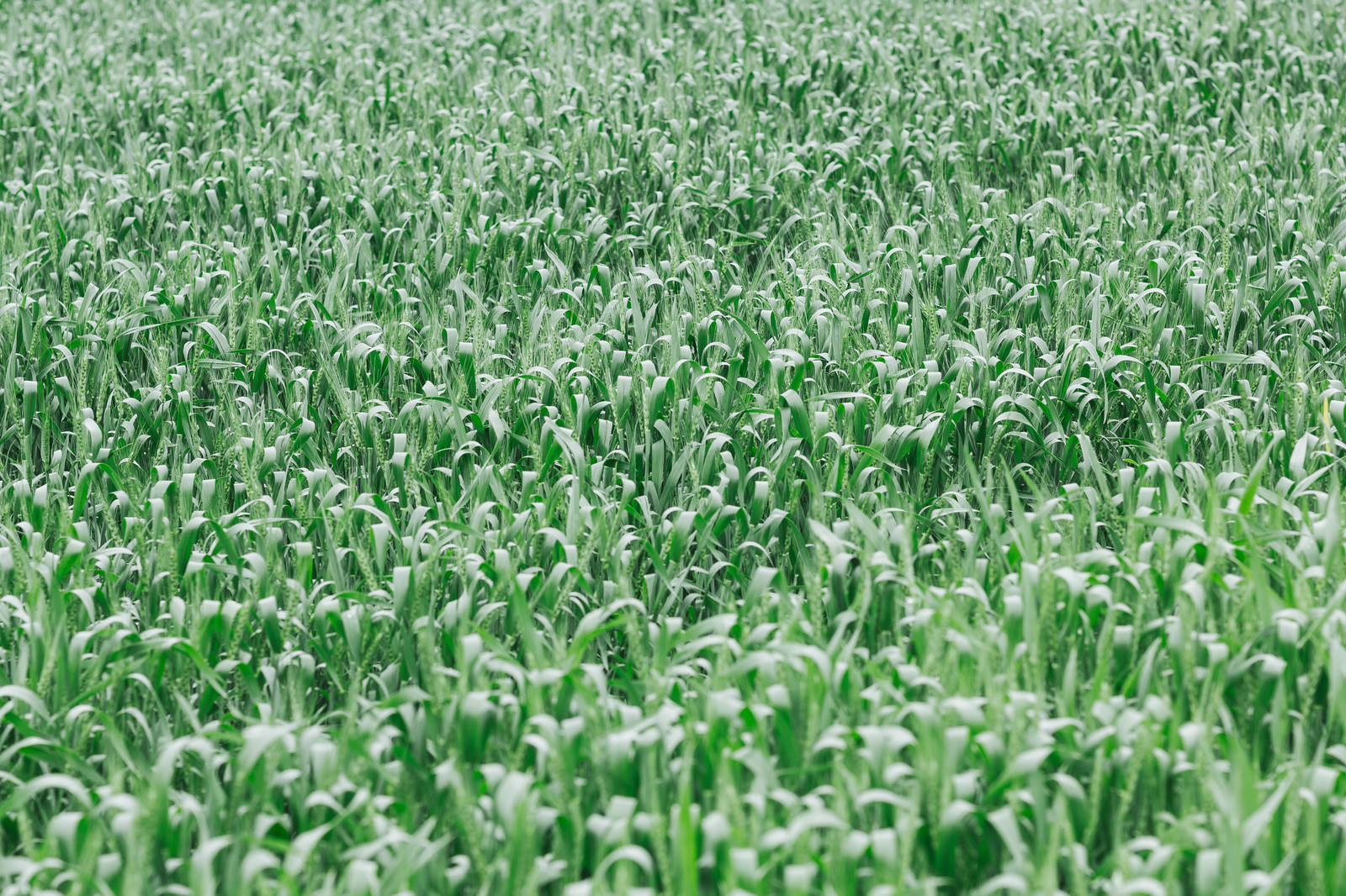 緑の草が密集して生い茂る雑草の自然な風景