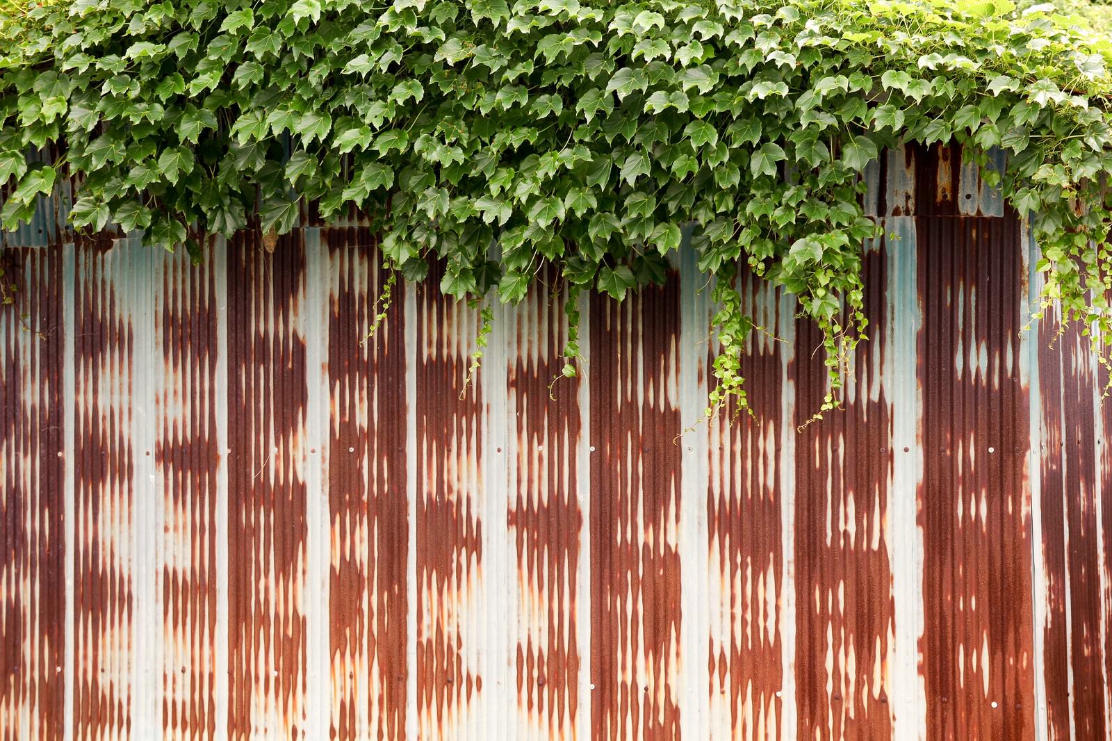 錆びたトタンフェンスの上から青い蔦がかぶさっている写真