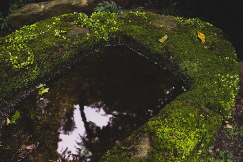 手入れされていない手水場