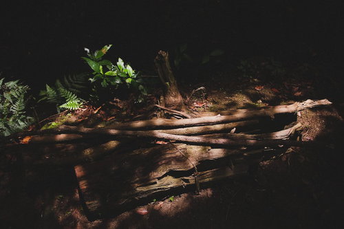 森の中に放置された朽ちた木材と苔むした倒木