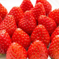 白い背景に並んだ新鮮な苺の赤い実と黄色い種の写真