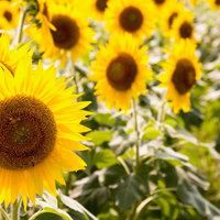 連日の猛暑の中で咲く向日葵の花畑の写真