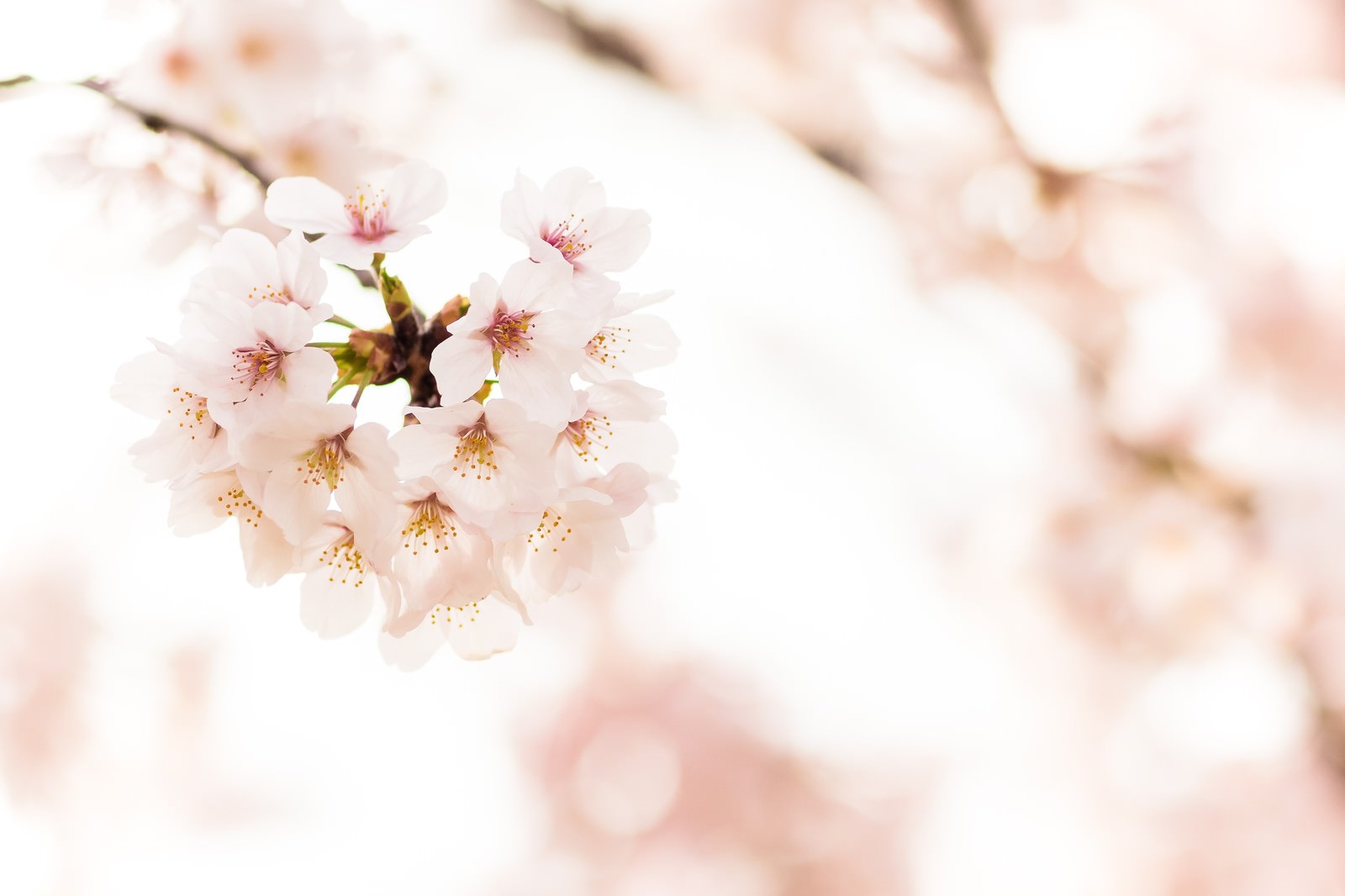 薄紅色の花びらが密集した桜の満開の花房