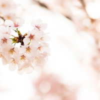 満開の桜の花 - 春の季節の写真