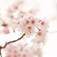 満開のサクラの花、淡いピンク色と白色の花が枝一面に咲き誇る春の風景の写真