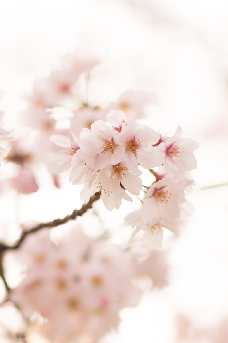 満開のサクラが咲いた枝に、ピンク色と白色の小ぶりな花が密集している