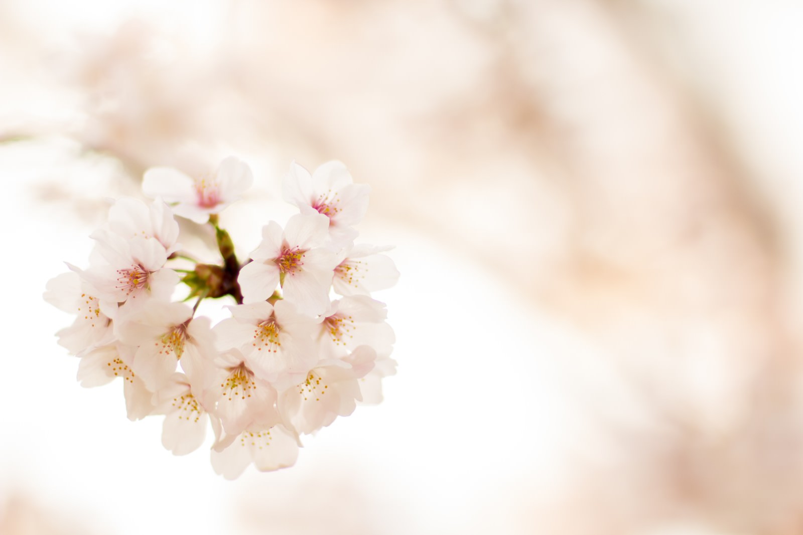 淡紅色の花心を持つ白い満開のさくらの花
