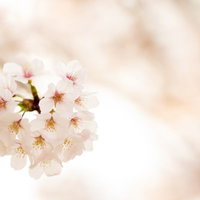 春の訪れ、満開のさくら｜淡紅色の花心を持つ白い花弁が球状に咲きそろう春の季節の写真