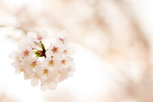 春の訪れ、満開のさくら｜淡紅色の花心を持つ白い花弁が球状に咲きそろう春の季節