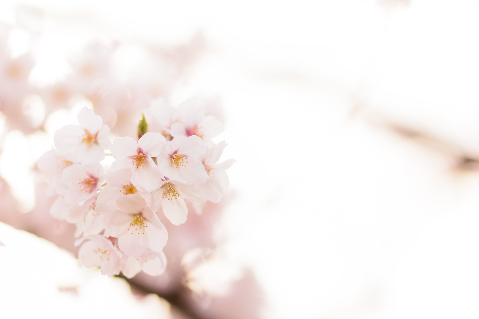 淡いピンク色と白色の満開の桜の花が咲いている