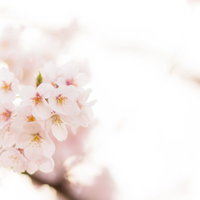 春の満開桜の季節：淡いピンク色と白い花が咲き誇る桜の写真