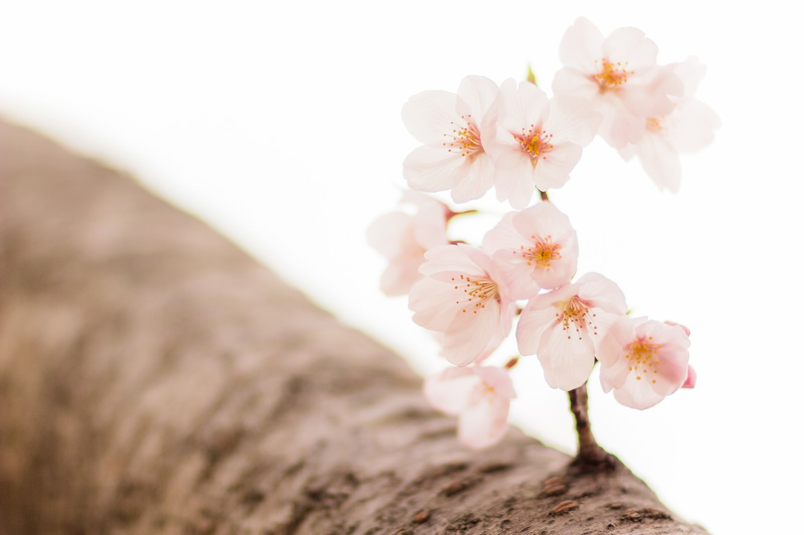 桜の枝に淡いピンクの花と蕾が咲いている