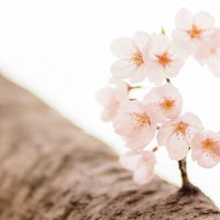 桜の小枝に咲く淡いピンク色の花、蕾と花びらの写真