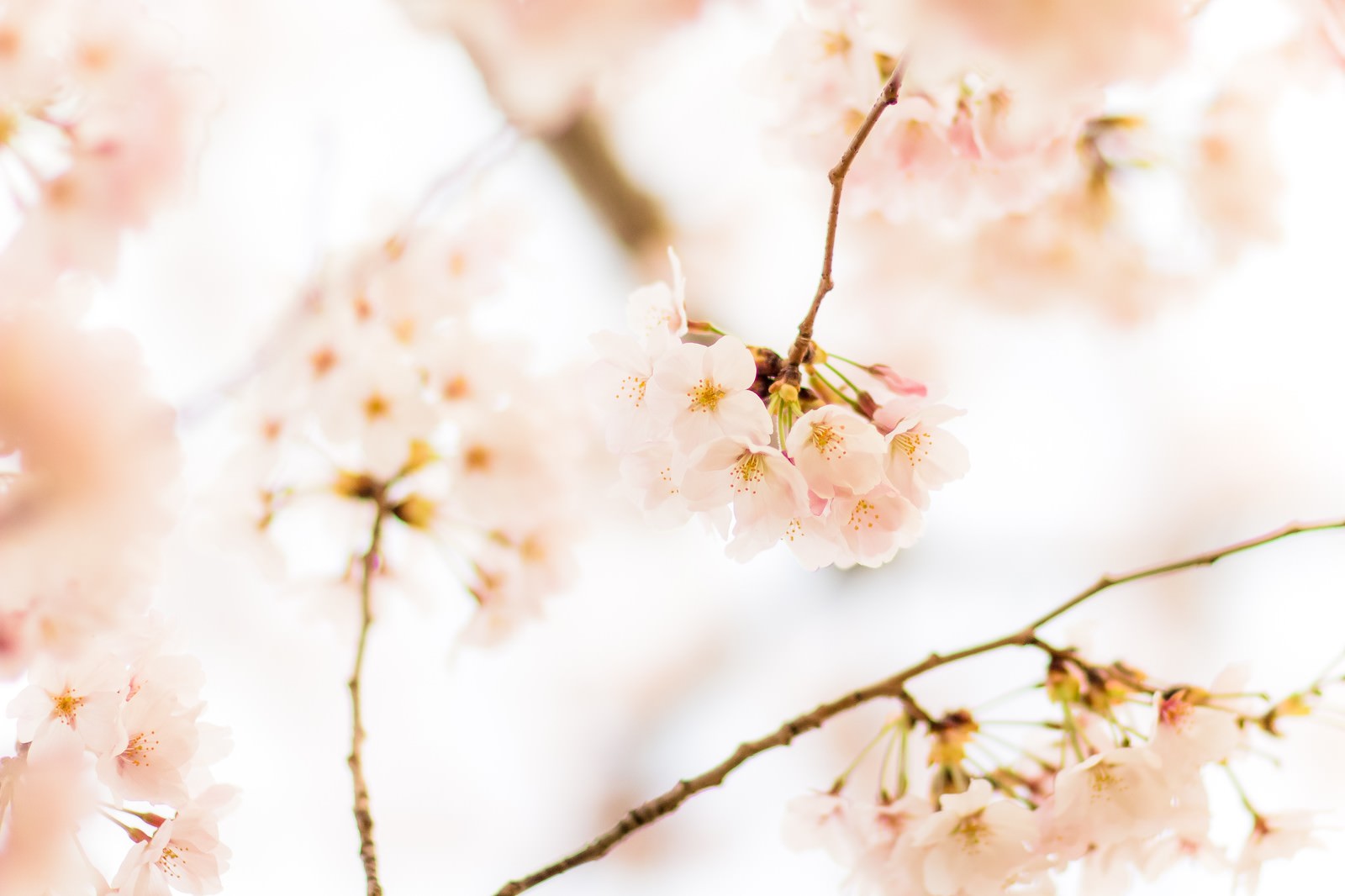 春の花畑に密集して咲くチューリップ