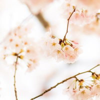 春の花畑に咲くチューリップの写真