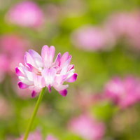 野原に咲くピンク色の蓮華草（レンゲソウ）の写真