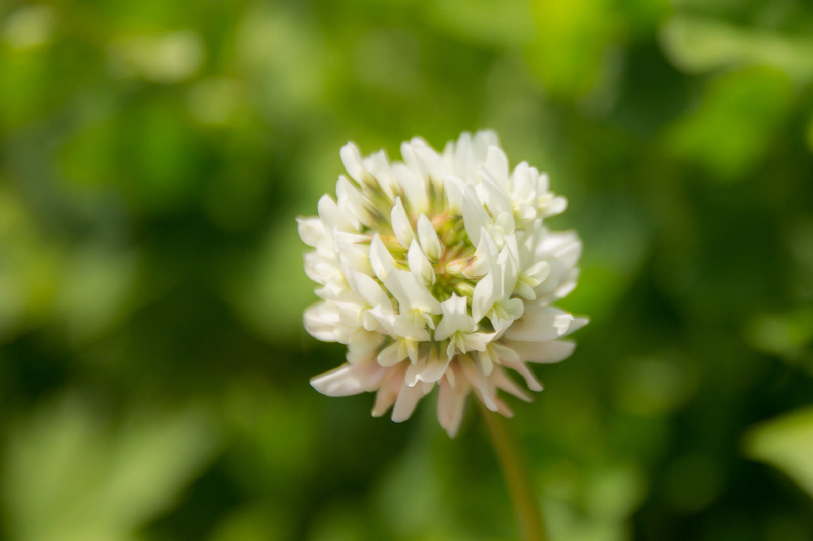 緑の原っぱに咲く白いシロツメクサの花