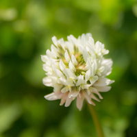 緑の原っぱに咲くシロツメクサの花と草地の春風景の写真
