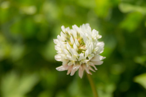 緑の原っぱに咲くシロツメクサの花と草地の春風景