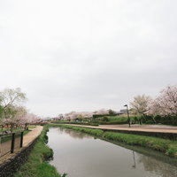 曇り空の下に咲く桜と遊歩道、大刀洗公園の春景色の写真