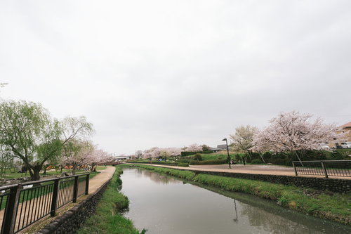 曇り空の下に咲く桜と遊歩道、大刀洗公園の春景色