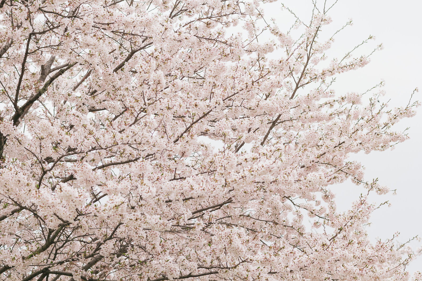 曇り空の下、桜並木が続くレンガ敷きの遊歩道