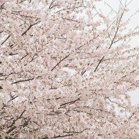 曇り空と桜の花咲く並木道の写真
