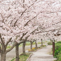 歩道沿いに咲く桜並木の春景色の写真