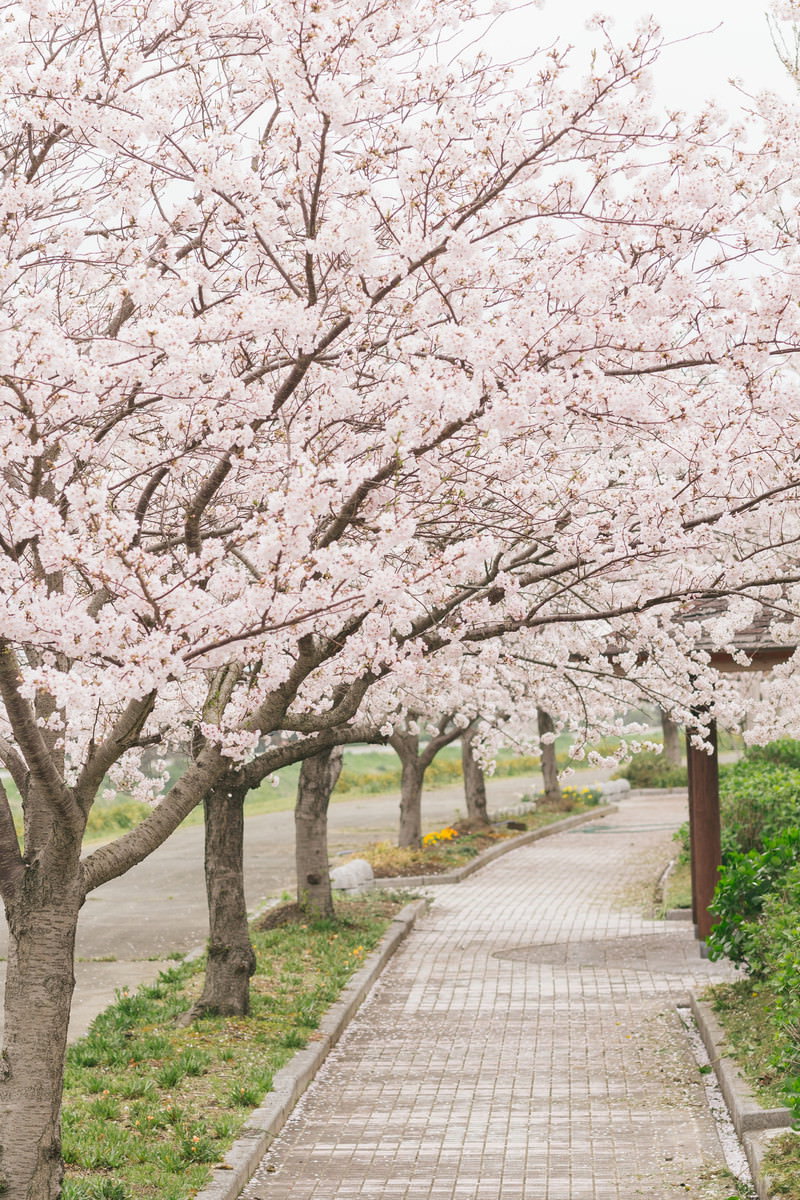 歩道沿いに満開の桜並木が続く春の風景