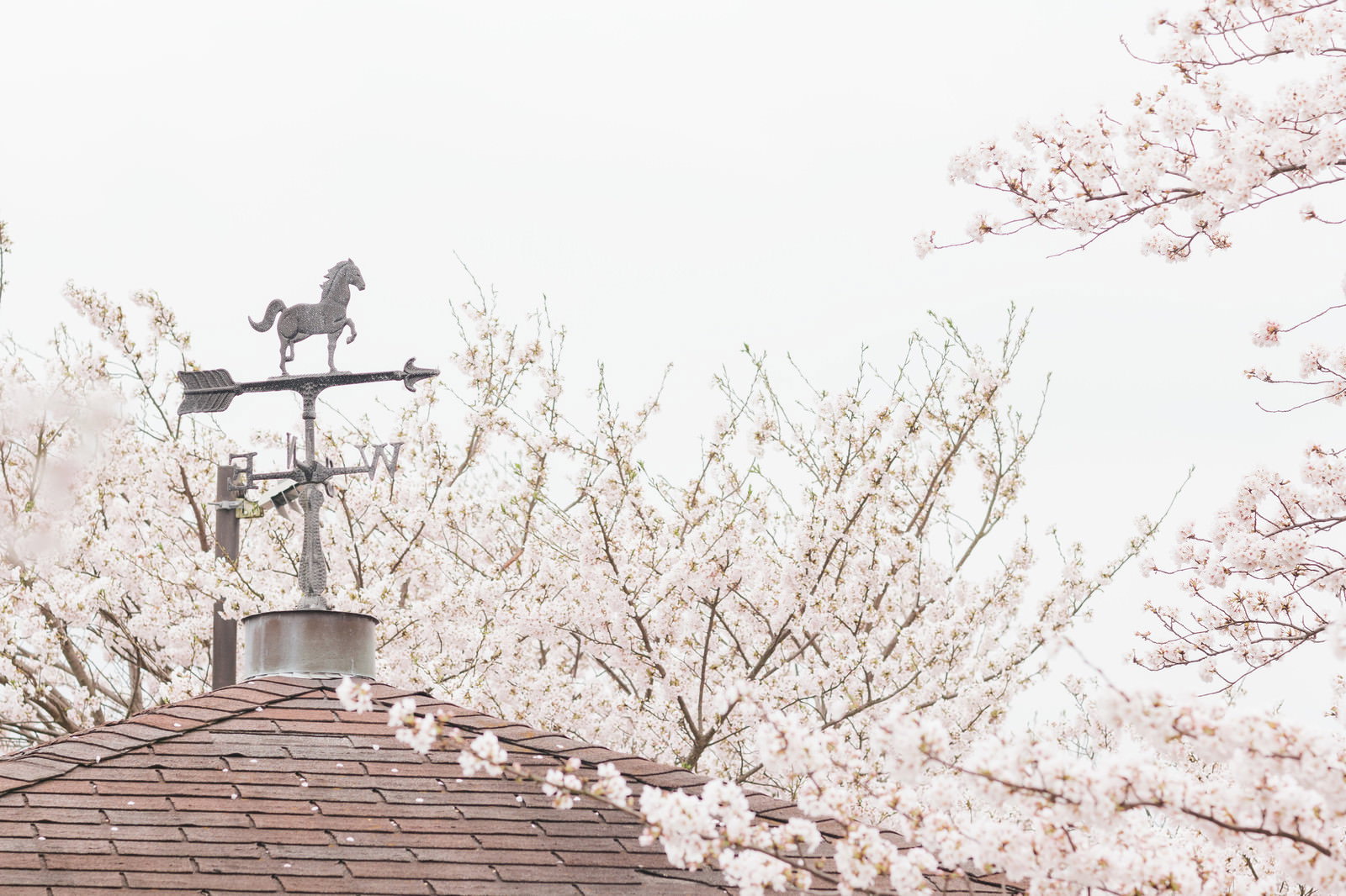 屋根の風見鶏と咲き誇る桜の春景色