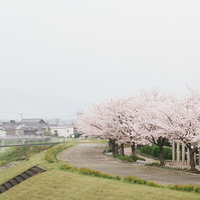 大刀洗公園の河川敷沿いに咲く桜並木の春風景の写真