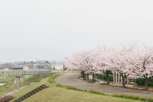 大刀洗公園の河川敷沿いに咲く桜並木の春風景