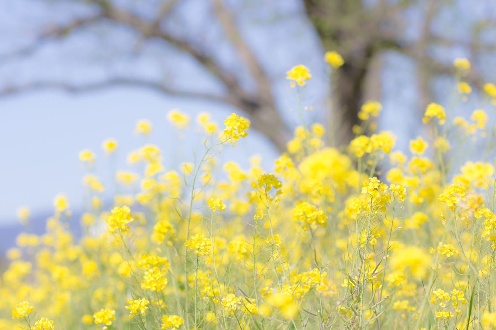 春に満開に咲く黄色い菜の花。背景には枯れ木が見える。